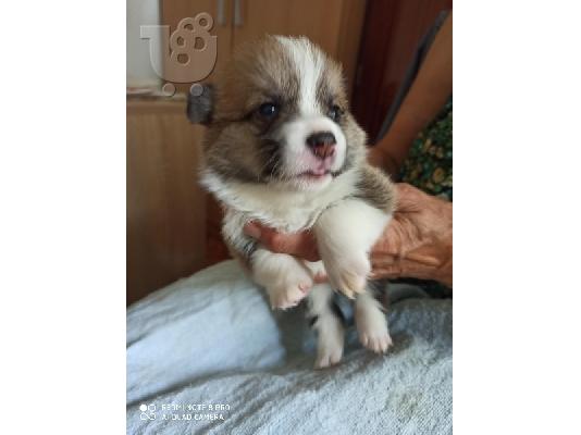 Corgi Welsh Pembroke
